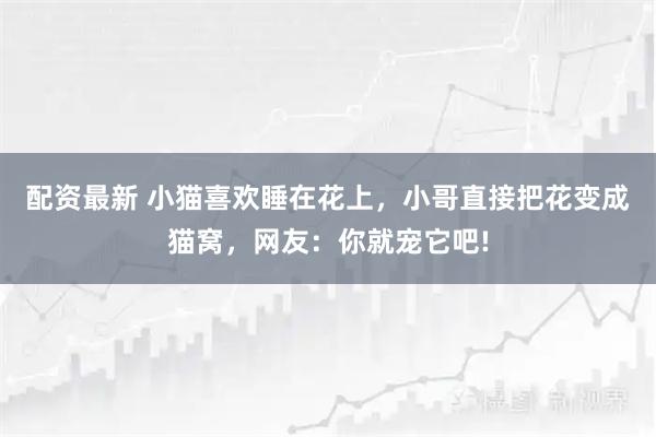 配资最新 小猫喜欢睡在花上，小哥直接把花变成猫窝，网友：你就宠它吧!